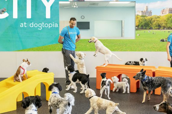 Inside Dogtopia playroom