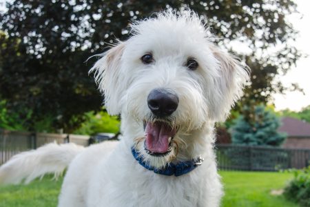 Dog outside looking into camera