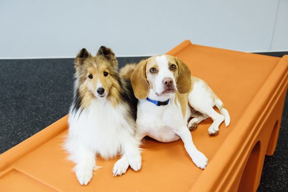 Two small dogs on Dogtopia playroom play equipment