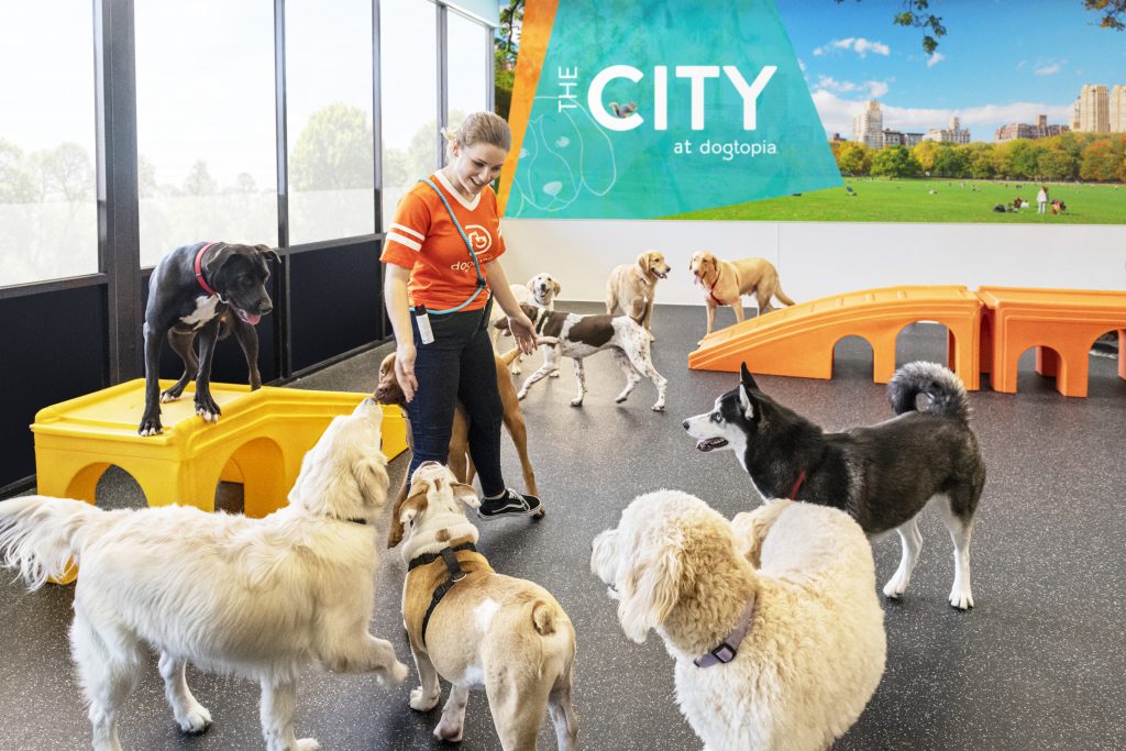 Daycare vs. Dog Parks Where Should Dogs Play During the Coronavirus