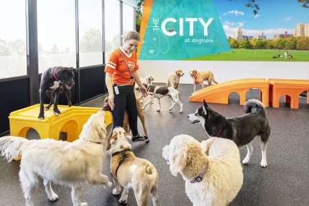 Dogtopia Canine Coach in City playroom with group of dogs
