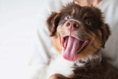Person holding small dog in arms