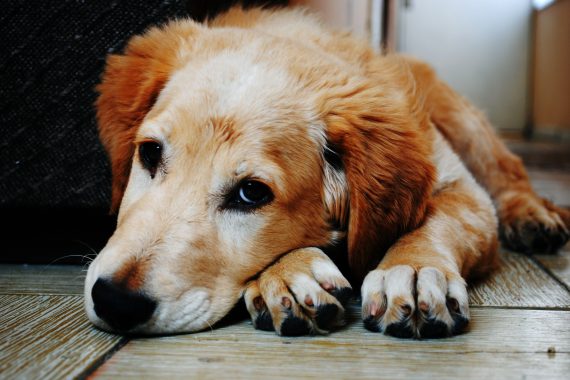 Golden lab lying on wooden floor