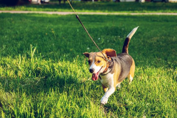 Small dog on leash running on grass