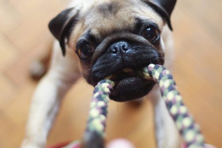 Dog pulling on toy