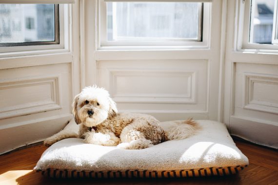 Dog lying on pillow by windows