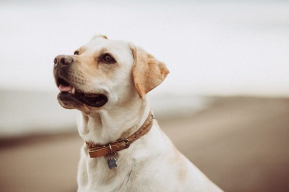 Lab on beach