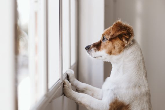 Cute small dog standing on two legs and looking away by the window searching or waiting for his owner. Pets indoors