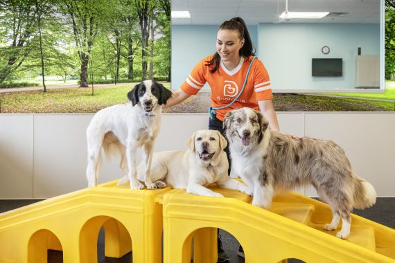 Dogs playing in Dogtopia dog daycare playroom.