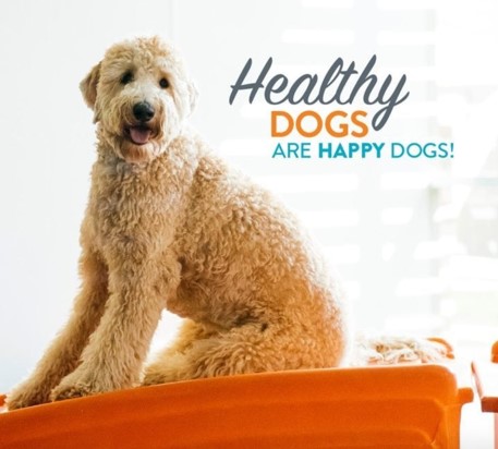 Happy dogs are happy dogs!