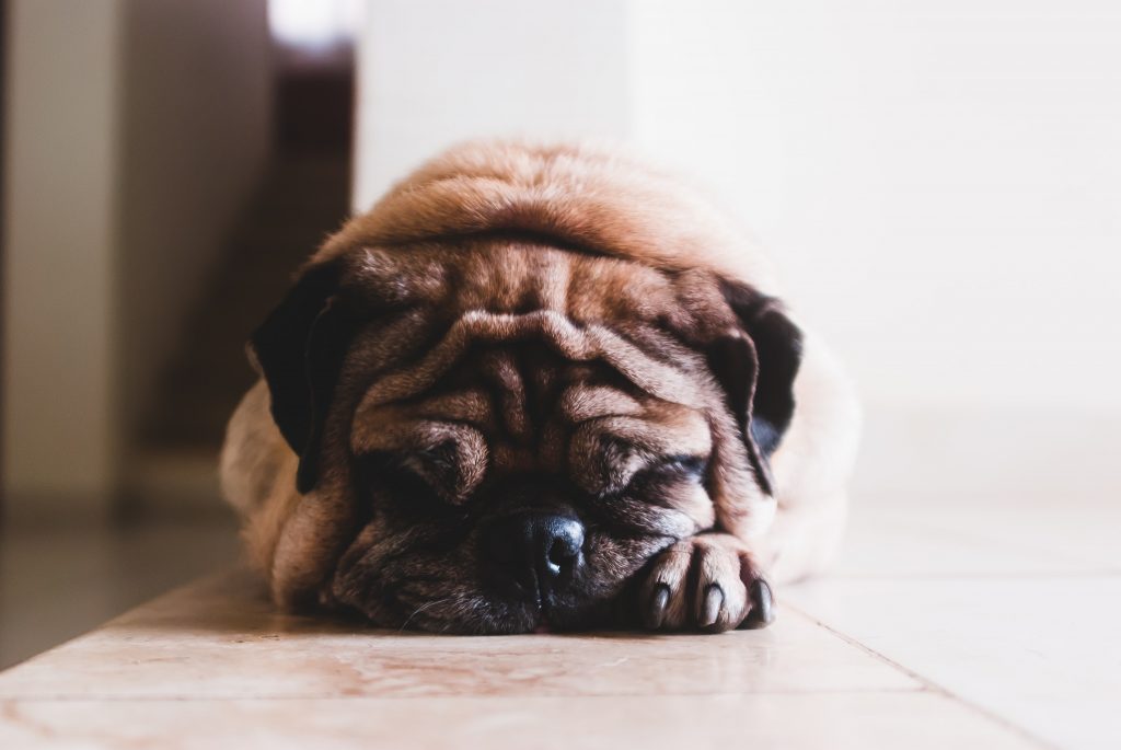 Scared pug