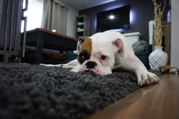 english bulldog separation anxiety