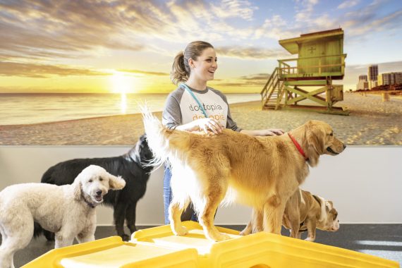 Dogtopia Canine Coach in playroom with four dogs in front of beach mural