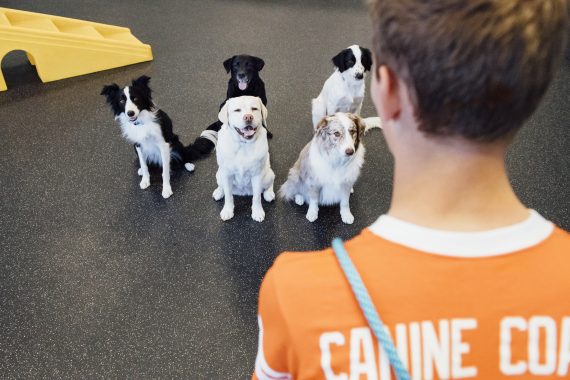 Dogtopia Canine Coach looking at five dogs in playroom