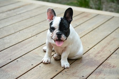 Small black and white dog on wooded deck