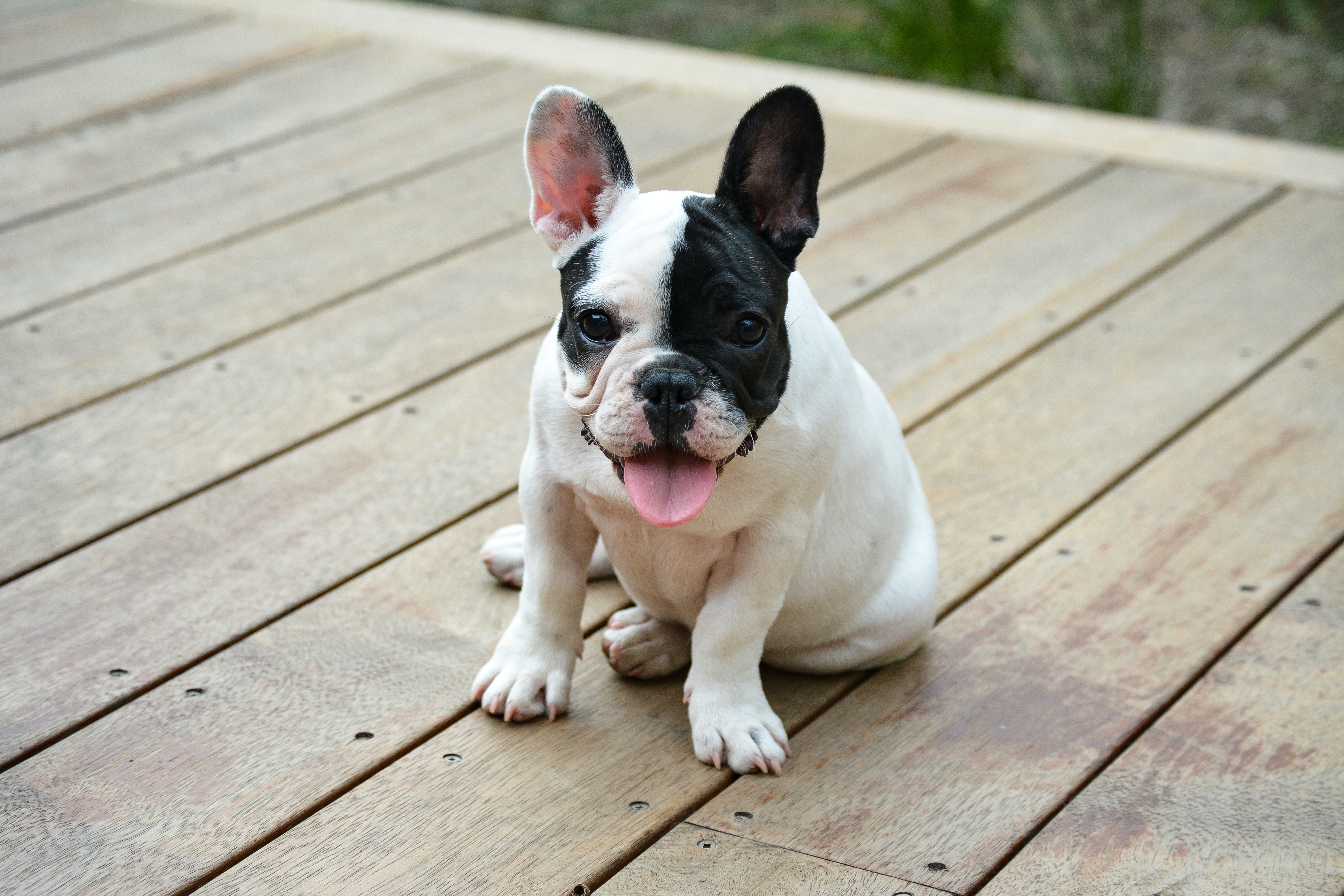 Small black and white dog on wooded deck