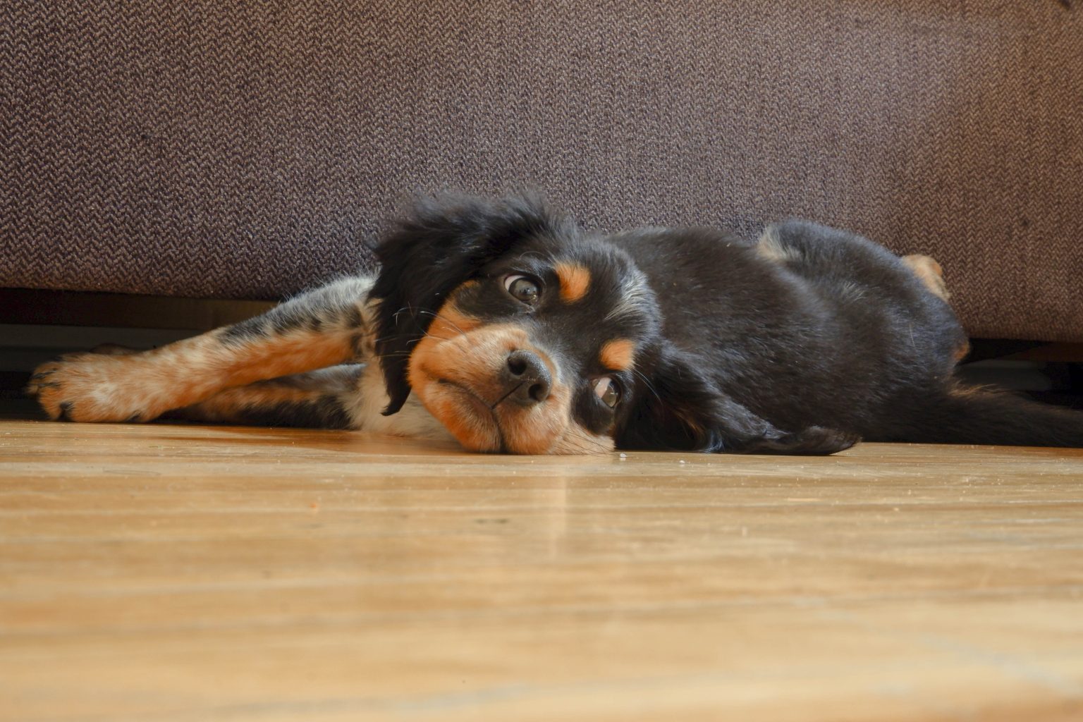 Small dog lying on floor looking to the side