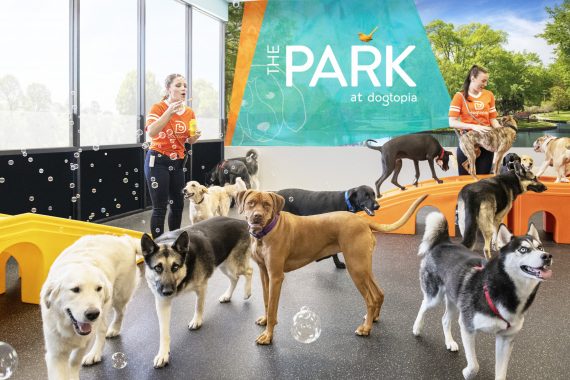 Group of dogs in Dogtopia Park playroom with two Canine Coaches