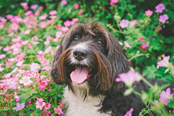 Dog sitting in bed of pink flowers