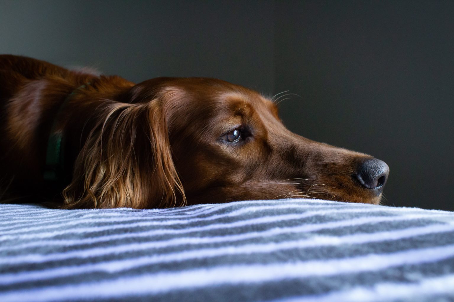 Dog lying head on bed