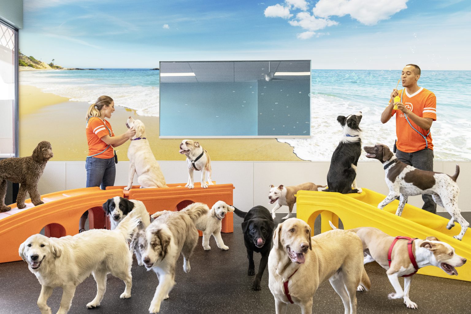 Group of dogs in Beach playroom with two Dogtopia Canine Coaches