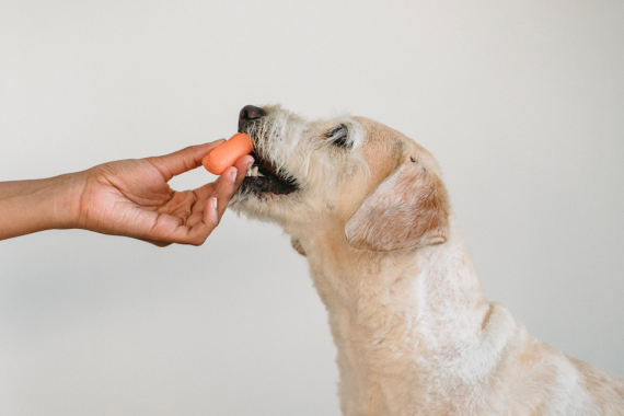 Dog being fed mini carrot