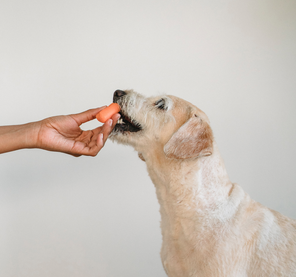 Dog being fed mini carrot