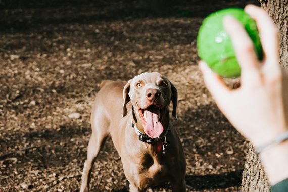 Dog looking at person holding green ball