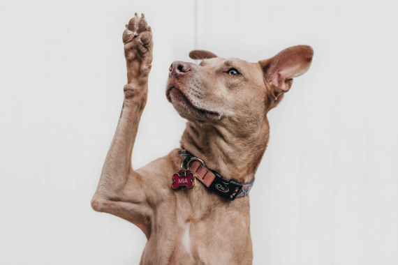 Dog on hind legs with one paw up in the air