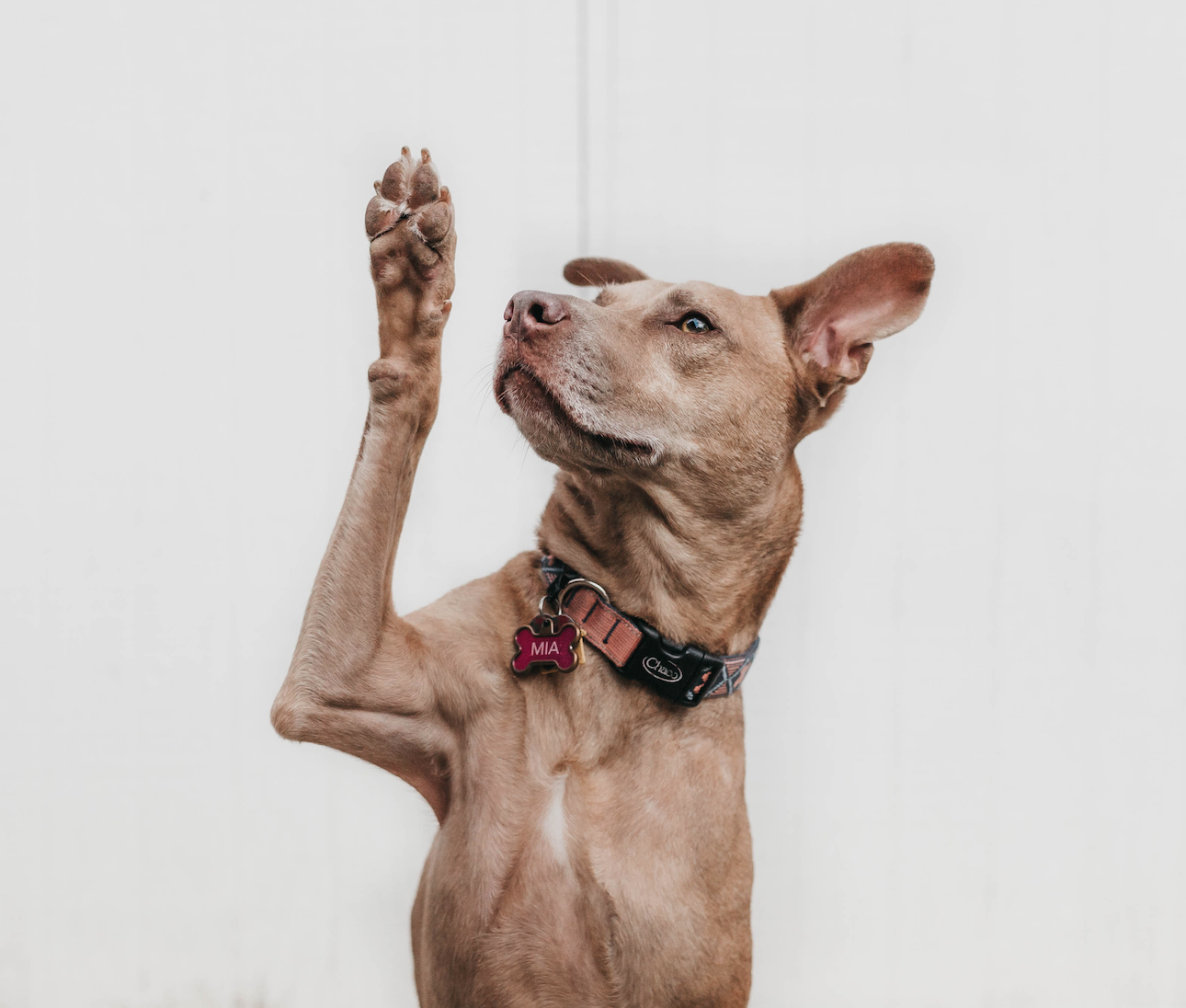 Dog on hind legs with one paw up in the air