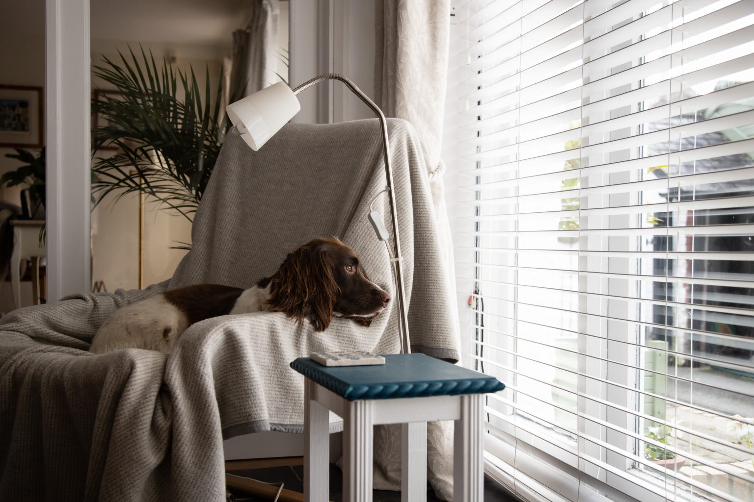 Dog lying down on chair looking out of window