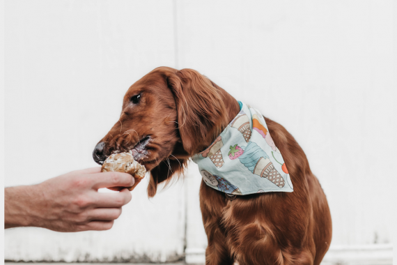 A dog with a bandana eating from an ice cream cone