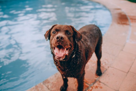 Wet brown dog by the pool