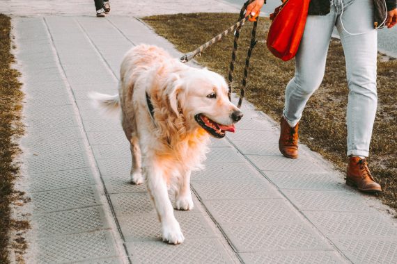 Dog on leash walking on sidewalk