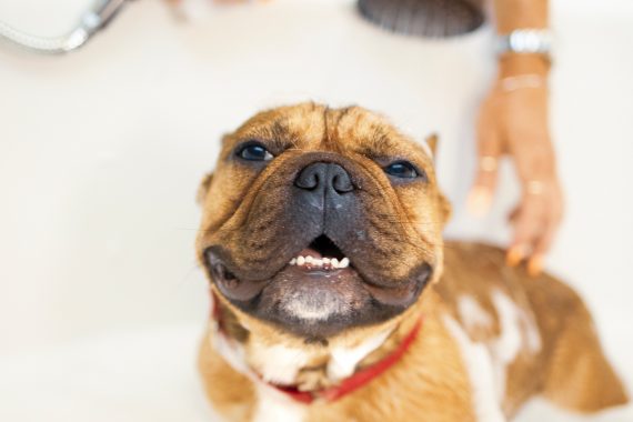 Dog getting bath