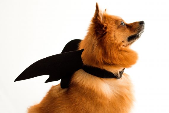 Dog wearing bat costume