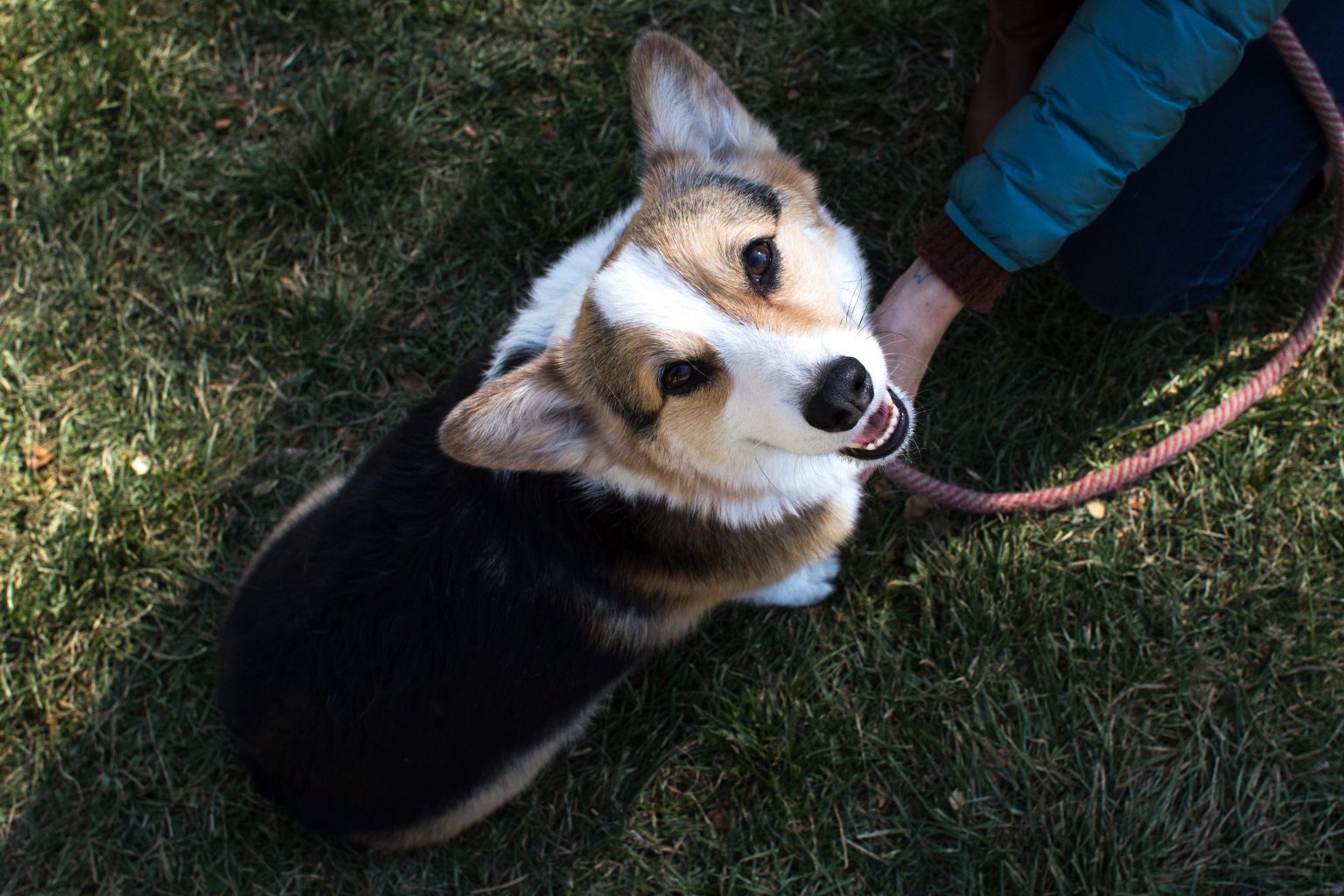 Dog sitting on grass