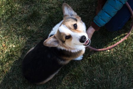 Dog sitting on grass