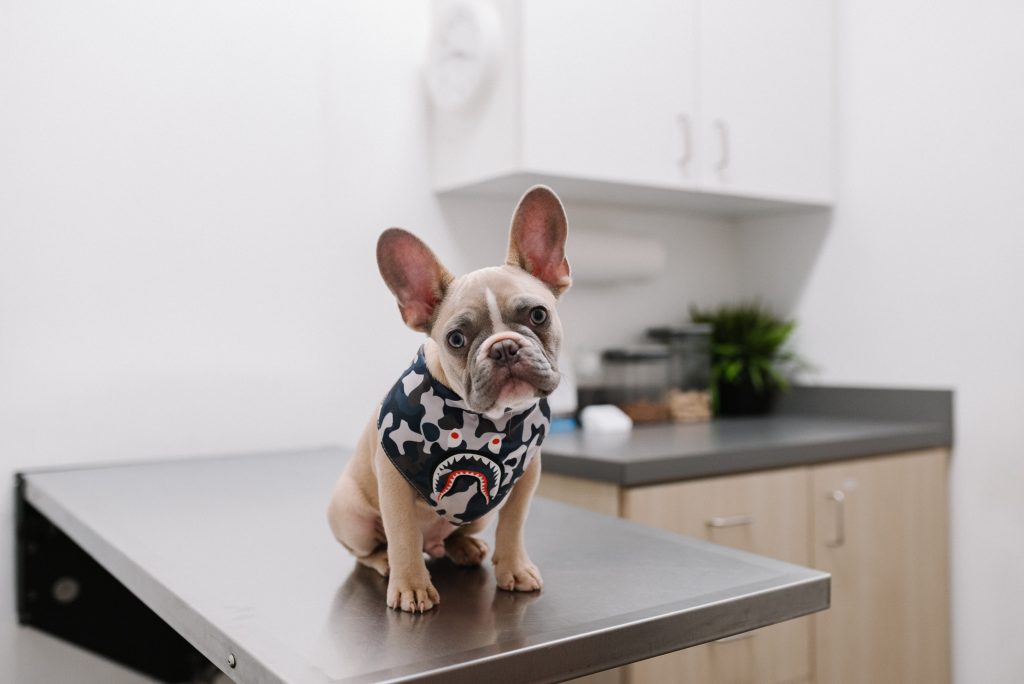 Dog sitting on table in vet