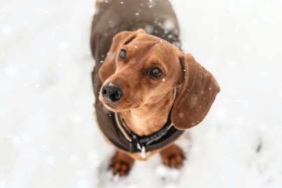 Dog in snow