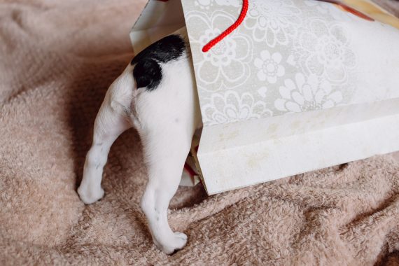 Dog inside gift bag