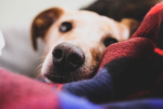 Dog snuggling on blanket