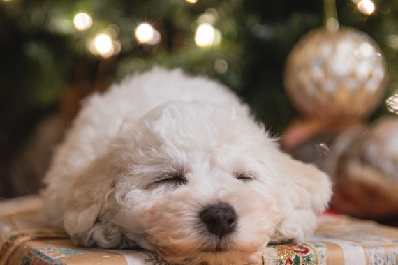 Dog sleeping on gift in front of Christmas tree