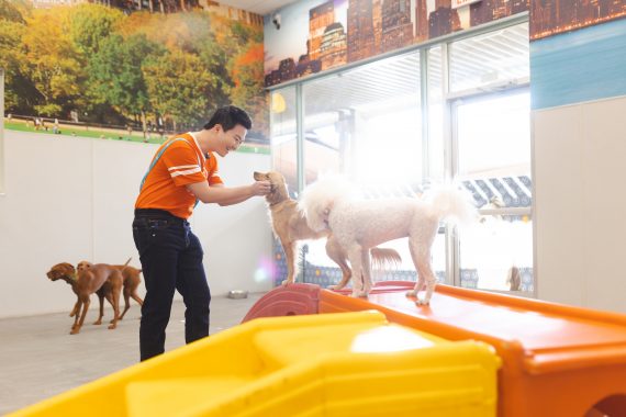 Dogtopia Canine Coach with dog in playroom