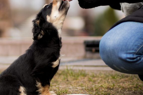 Dog being fed treat