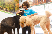 Dogtopia Canine Coach petting two dogs