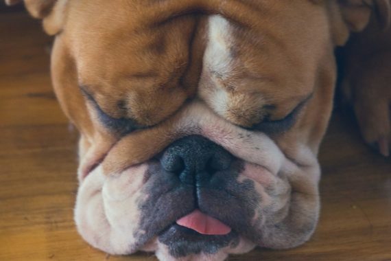 Bull dog lying down on floor