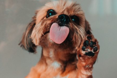 Dog with paw up against glass with tongue out