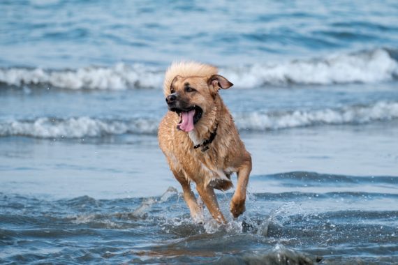 Dog running in ocean