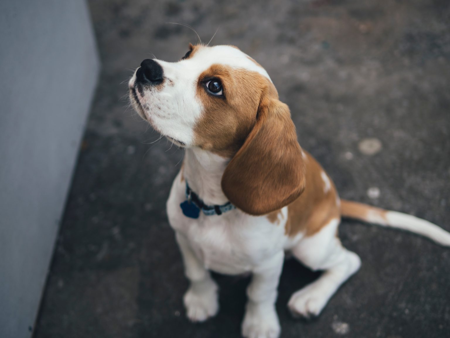Small dog sitting and looking up